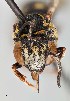  ( - UAIC1138092)  @11 [ ] by (2021) Wendy Moore University of Arizona Insect Collection