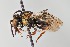  ( - UAIC1138092)  @11 [ ] by (2021) Wendy Moore University of Arizona Insect Collection