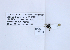  ( - UAIC1138111)  @11 [ ] by (2021) Wendy Moore University of Arizona, Insect Collection