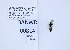  ( - UAIC1138112)  @11 [ ] by (2021) Wendy Moore University of Arizona, Insect Collection