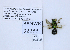  ( - UAIC1138127)  @11 [ ] by (2021) Wendy Moore University of Arizona, Insect Collection
