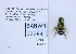  ( - UAIC1138128)  @11 [ ] by (2021) Wendy Moore University of Arizona, Insect Collection