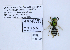  ( - UAIC1138129)  @11 [ ] by (2021) Wendy Moore University of Arizona, Insect Collection