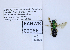  ( - UAIC1138130)  @11 [ ] by (2021) Wendy Moore University of Arizona, Insect Collection