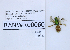  ( - UAIC1138132)  @11 [ ] by (2021) Wendy Moore University of Arizona, Insect Collection
