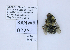  ( - UAIC1138147)  @11 [ ] by (2021) Wendy Moore University of Arizona, Insect Collection