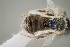  ( - UAIC1138305)  @11 [ ] by (2021) Wendy Moore University of Arizona Insect Collection