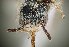  ( - UAIC1138305)  @11 [ ] by (2021) Wendy Moore University of Arizona Insect Collection