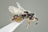  ( - UAIC1138305)  @11 [ ] by (2021) Wendy Moore University of Arizona Insect Collection