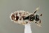  ( - UAIC1138315)  @11 [ ] by (2021) Wendy Moore University of Arizona Insect Collection