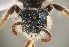  ( - UAIC1138315)  @11 [ ] by (2021) Wendy Moore University of Arizona Insect Collection