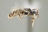  ( - UAIC1138315)  @11 [ ] by (2021) Wendy Moore University of Arizona Insect Collection