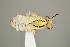 ( - UAIC1138349)  @11 [ ] by (2021) Wendy Moore University of Arizona Insect Collection