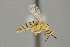  ( - UAIC1138349)  @11 [ ] by (2021) Wendy Moore University of Arizona Insect Collection