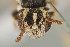  ( - UAIC1138350)  @11 [ ] by (2021) Wendy Moore University of Arizona Insect Collection