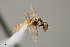  ( - UAIC1138350)  @11 [ ] by (2021) Wendy Moore University of Arizona Insect Collection