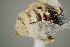  ( - UAIC1138361)  @11 [ ] by (2021) Wendy Moore University of Arizona Insect Collection