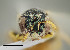  ( - UAIC1138361)  @11 [ ] by (2021) Wendy Moore University of Arizona Insect Collection