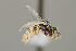  ( - UAIC1138361)  @11 [ ] by (2021) Wendy Moore University of Arizona Insect Collection