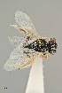  ( - UAIC1138362)  @11 [ ] by (2021) Wendy Moore University of Arizona Insect Collection