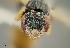  ( - UAIC1138362)  @11 [ ] by (2021) Wendy Moore University of Arizona Insect Collection