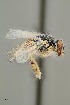  ( - UAIC1138362)  @11 [ ] by (2021) Wendy Moore University of Arizona Insect Collection