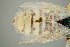  ( - UAIC1138363)  @11 [ ] by (2021) Wendy Moore University of Arizona Insect Collection