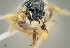  ( - UAIC1138363)  @11 [ ] by (2021) Wendy Moore University of Arizona Insect Collection