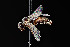  ( - UAIC1138385)  @11 [ ] by (2021) Wendy Moore University of Arizona Insect Collection
