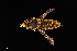  ( - UAIC1138450)  @11 [ ] by (2021) Wendy Moore University of Arizona Insect Collection