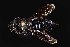  ( - UAIC1138452)  @11 [ ] by (2021) Wendy Moore University of Arizona Insect Collection