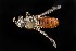  (Cerotainiops wilcoxi - UAIC1138454)  @11 [ ] by (2021) Wendy Moore University of Arizona Insect Collection