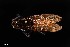  (Archilestris magnificus - UAIC1138457)  @11 [ ] by (2021) Wendy Moore University of Arizona Insect Collection