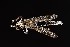  ( - UAIC1138460)  @11 [ ] by (2021) Wendy Moore University of Arizona Insect Collection
