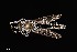  (Promachus albifacies - UAIC1138461)  @11 [ ] by (2021) Wendy Moore University of Arizona Insect Collection