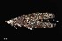  ( - UAIC1138467)  @11 [ ] by (2021) Wendy Moore University of Arizona Insect Collection