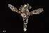  (Promachus princeps - UAIC1138469)  @11 [ ] by (2021) Wendy Moore University of Arizona Insect Collection