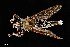  ( - UAIC1138472)  @11 [ ] by (2021) Wendy Moore University of Arizona Insect Collection