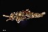  (Promachus truquii - UAIC1138474)  @11 [ ] by (2021) Wendy Moore University of Arizona Insect Collection