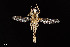  ( - UAIC1138483)  @11 [ ] by (2021) Wendy Moore University of Arizona Insect Collection