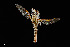  ( - UAIC1138485)  @11 [ ] by (2021) Wendy Moore University of Arizona Insect Collection