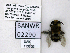  ( - UAIC1138501)  @11 [ ] by (2021) Wendy Moore University of Arizona, Insect Collection