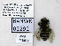  ( - UAIC1138502)  @11 [ ] by (2021) Wendy Moore University of Arizona, Insect Collection