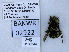  ( - UAIC1138544)  @11 [ ] by (2021) Wendy Moore University of Arizona, Insect Collection
