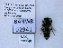  ( - UAIC1138546)  @11 [ ] by (2021) Wendy Moore University of Arizona, Insect Collection