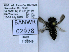 ( - UAIC1138549)  @11 [ ] by (2021) Wendy Moore University of Arizona, Insect Collection