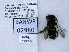  ( - UAIC1138550)  @11 [ ] by (2021) Wendy Moore University of Arizona, Insect Collection