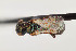  ( - UAIC1138601)  @11 [ ] by (2021) Wendy Moore University of Arizona Insect Collection