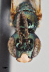  ( - UAIC1138601)  @11 [ ] by (2021) Wendy Moore University of Arizona Insect Collection