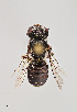  (Lithurgopsis echinocacti - UAIC1138602)  @11 [ ] by (2021) Wendy Moore University of Arizona Insect Collection